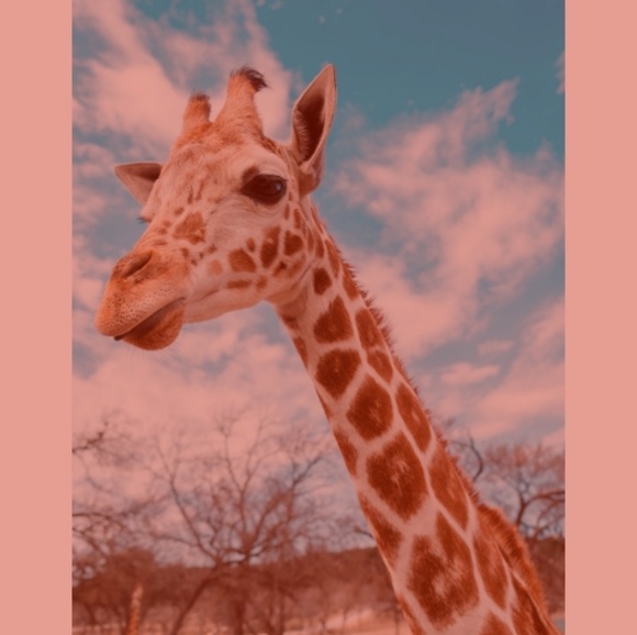 Meet your Posher, Bob - Picture 1 of 1